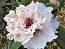 White rhododendron