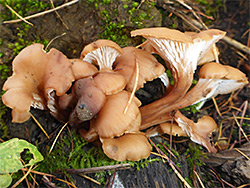 Aniseed cockleshell