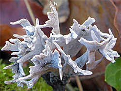Candlesnuff fungus