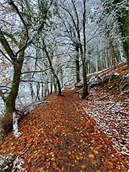 Fallen leaves