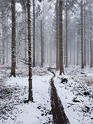 Path through conifers