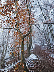 Frosty dead leaves