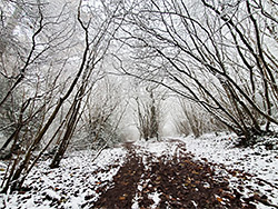 Hazel coppice