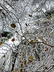 Snowy branches