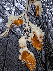 Leaves and branches