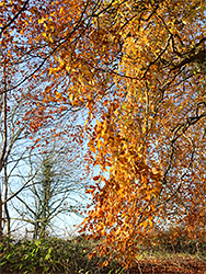 Orange beech leaves