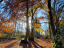 Autumnal shadows