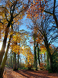 Path in autumn