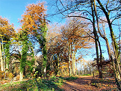 Beech trees