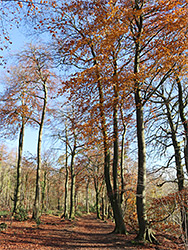 Tall, slender trees