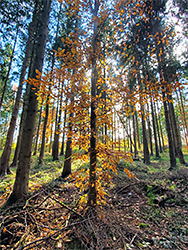Shadows in the beech woods