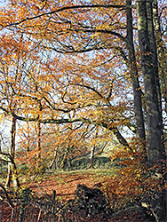 Horizontal branches