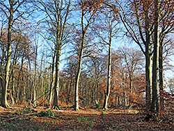 Open woodland
