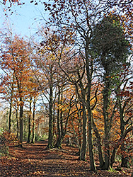 Broad path