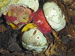 Devils bolete 