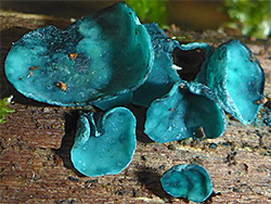 Green elfcup 