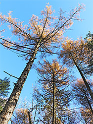 Larch
