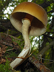 Unknown mushroom 