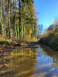 Reflections on a puddle