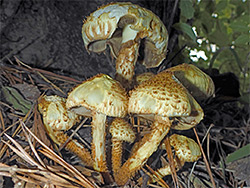 Shaggy scalycap 