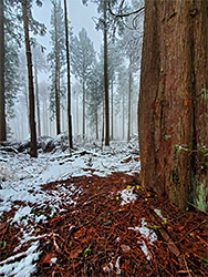 Snow on the ground