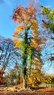 Tall tree in autumn