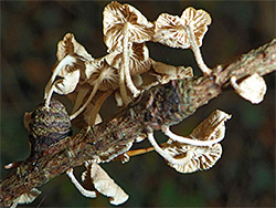 Twig parachute 