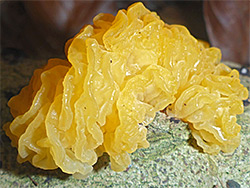 Yellow brain 