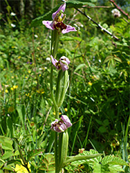 Bee orchid stem