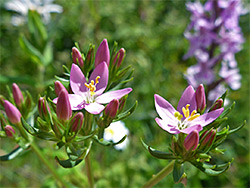 Common centaury