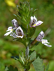 Eyebright