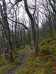 Path through White Wood