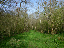 Woodland track