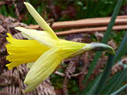 Narcissus pseudonarcissus