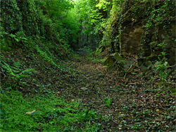 Overgrown tramway