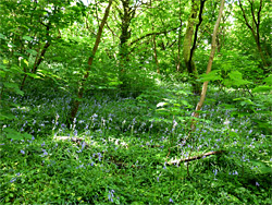 Woodland flowers