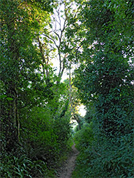 Woodland path