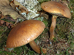 Bay bolete