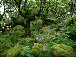 Mossy boulders