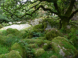 Tree and boulders