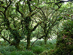 Trees and ferns