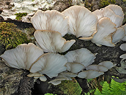 Oyster mushroom - gills