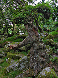 Ferns on a broken tree