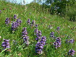 Cluster of flowers