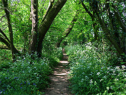 Leaning branches