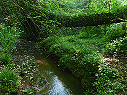 Tree across the stream