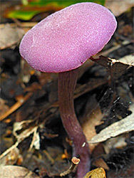 Amethyst deceiver