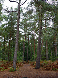 Tall conifers