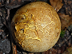 Common earthball