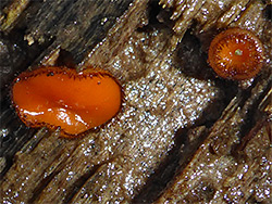 Eyelash fungus